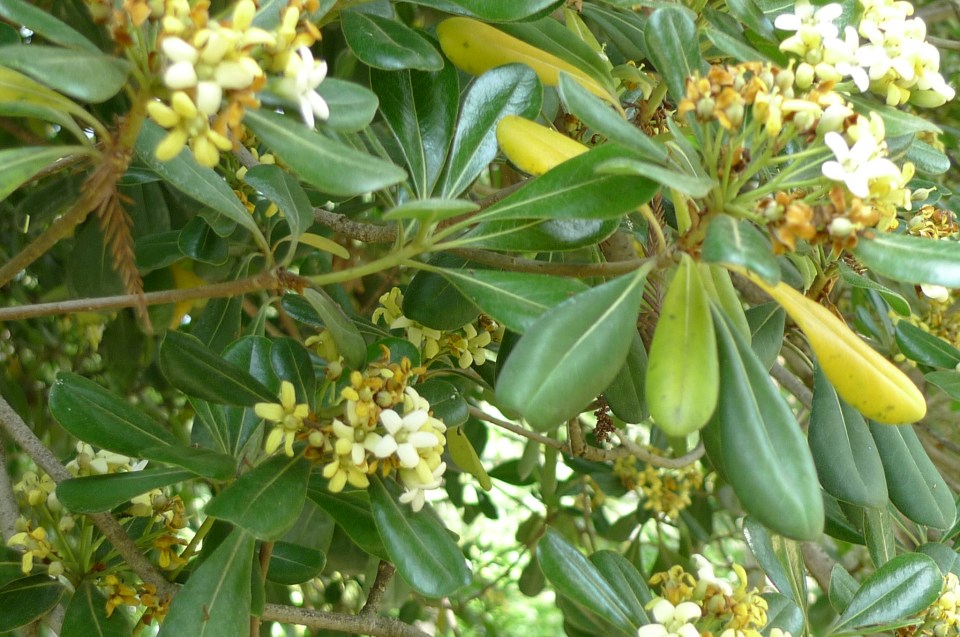 P1110524